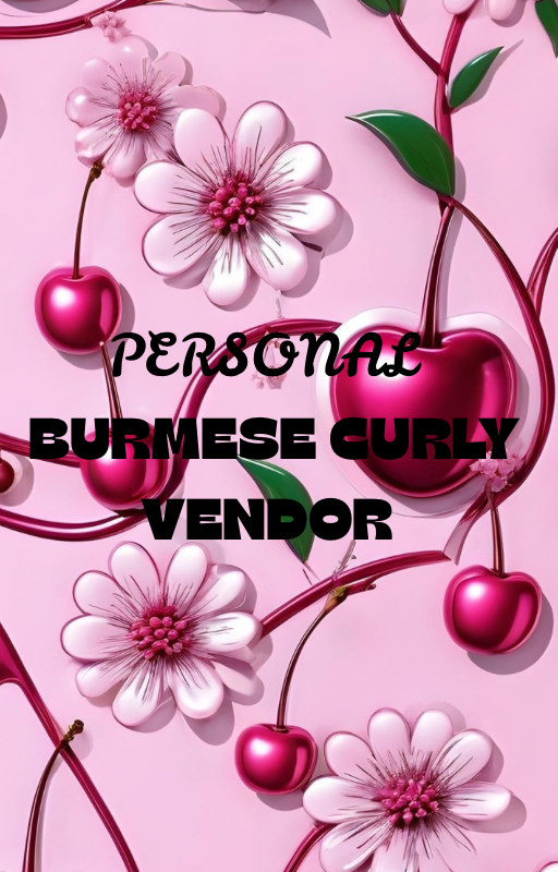 Personal Burmese curly vendor